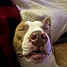 Mulder is registered to the contest to win money with this photo: dog, close_up, sleeping, nose, teeth, blanket, red, black, fur, relaxed, cozy, texture, mouth, closed_eyes, resting, pet, indoor, cute, animal, portrait