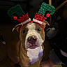 dog, antlers, holiday, festive, indoor, brown_dog, white_markings, carpet, foot, person, chair, table, water_bottle, glitter, costume, pet, animal, cute, christmas, decor