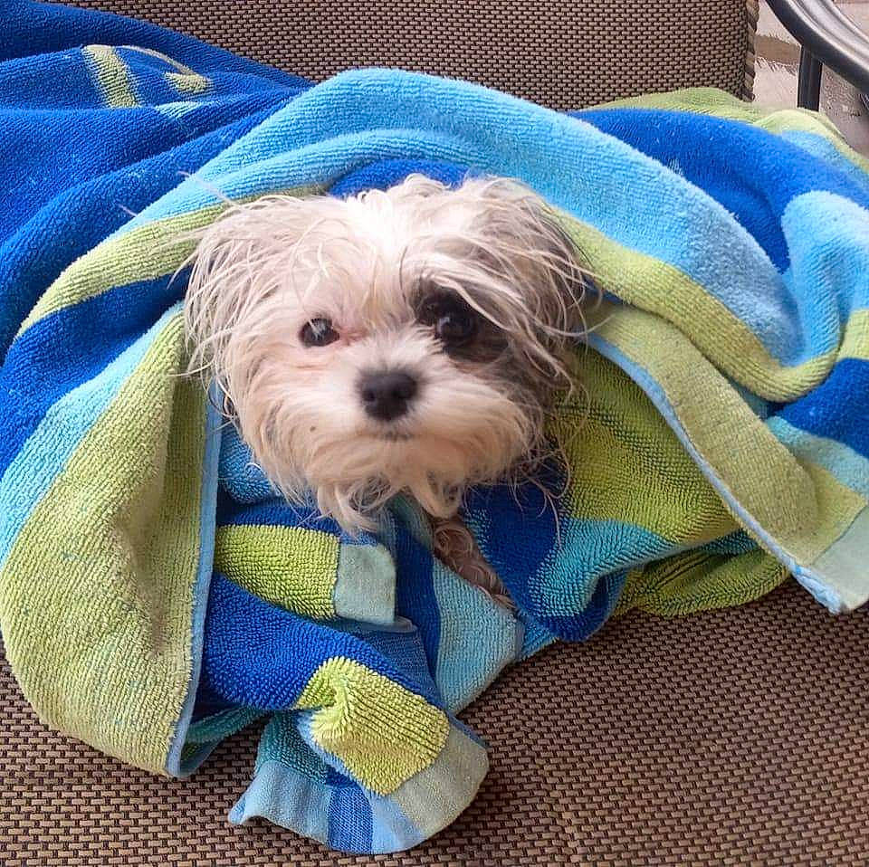 Roxy Ann is registered to the contest to win money with this photo: canidae, carnivore, collar, comfort, companion_dog, dog, dog_breed, dog_clothes, dog_collar, dog_supply, electric_blue, fashion_accessory, pet_supply, shih_poo, small_terrier, snout, sporting_group, terrier, toy_dog, working_animal