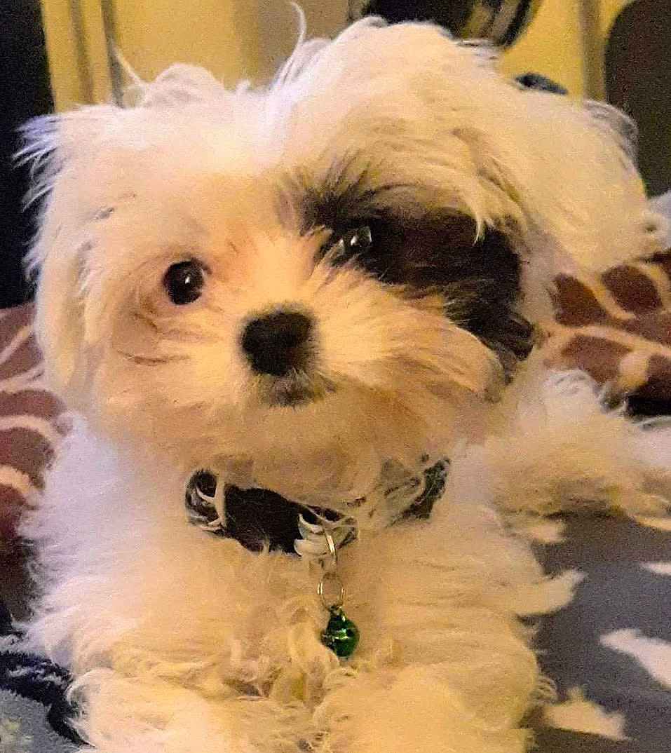 Roxy Ann is registered to the contest to win money with this photo: canidae, carnivore, companion_dog, dog, dog_breed, eye, fur, head, mal_shi, maltepoo, plant, puppy_love, shih_poo, shih_tzu, small_terrier, snout, sporting_group, terrier, toy_dog, working_animal
