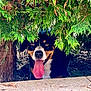 dog, tongue, panting, greenery, bush, tree_trunk, shade, outdoor, nature, pet, canine, happy, smiling, fur, animal, closeup, playful, summer, ground, leaf