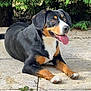dog, tricolor, black_coat, white_chest, tan_markings, tongue_out, lying_down, pavement, green_foliage, outdoor, pet, canine, happy, alert, nature, summer, animal, mammal, friendly, companion