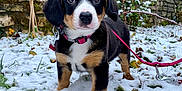 Rayka participe au concours pour gagner de l'argent avec cette photo : puppy, dog, snow, leash, collar, outdoor, stone_wall, grass, plant, young_dog, pet, curious, winter, nature, animal, canine, fur, black, brown, white