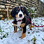 puppy, dog, snow, leash, collar, outdoor, stone_wall, grass, plant, young_dog, pet, curious, winter, nature, animal, canine, fur, black, brown, white