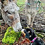 puppy, dog, donkey, animal, moss, leaves, mud, fence, outdoor, nature, grass, collar, curious, close_up, interaction, mammal, farm, pet, young, friendly