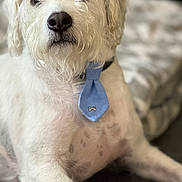 Rambo is registered to the contest to win money with this photo: dog, white_dog, tie, blue_tie, pet, domestic_animal, fur, sitting, closeup, indoor, floor, blanket, cute, animal, mammal, portrait, companionship, friendly, calm, adorable