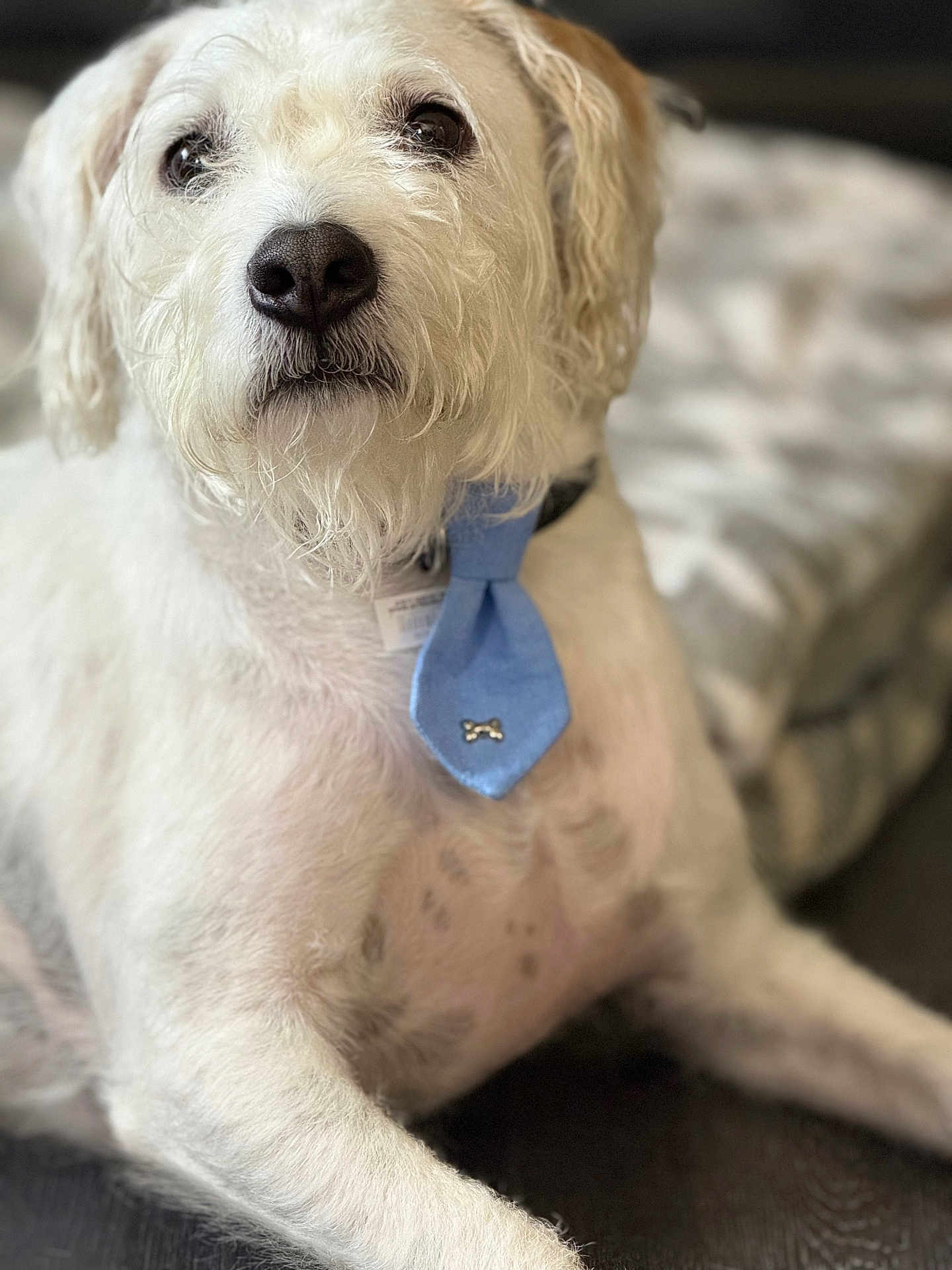 Rambo is registered to the contest to win money with this photo: dog, white_dog, tie, blue_tie, pet, domestic_animal, fur, sitting, closeup, indoor, floor, blanket, cute, animal, mammal, portrait, companionship, friendly, calm, adorable