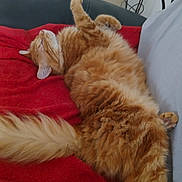 Simba participe au concours pour gagner de l'argent avec cette photo : cat, orange_tabby, fluffy, relaxed, sleeping, couch, red_blanket, indoor, pet, feline, paw, tail, cozy, fur, home, domestic_animal, resting, comfortable, animal, nap