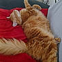 cat, orange_tabby, fluffy, relaxed, sleeping, couch, red_blanket, indoor, pet, feline, paw, tail, cozy, fur, home, domestic_animal, resting, comfortable, animal, nap
