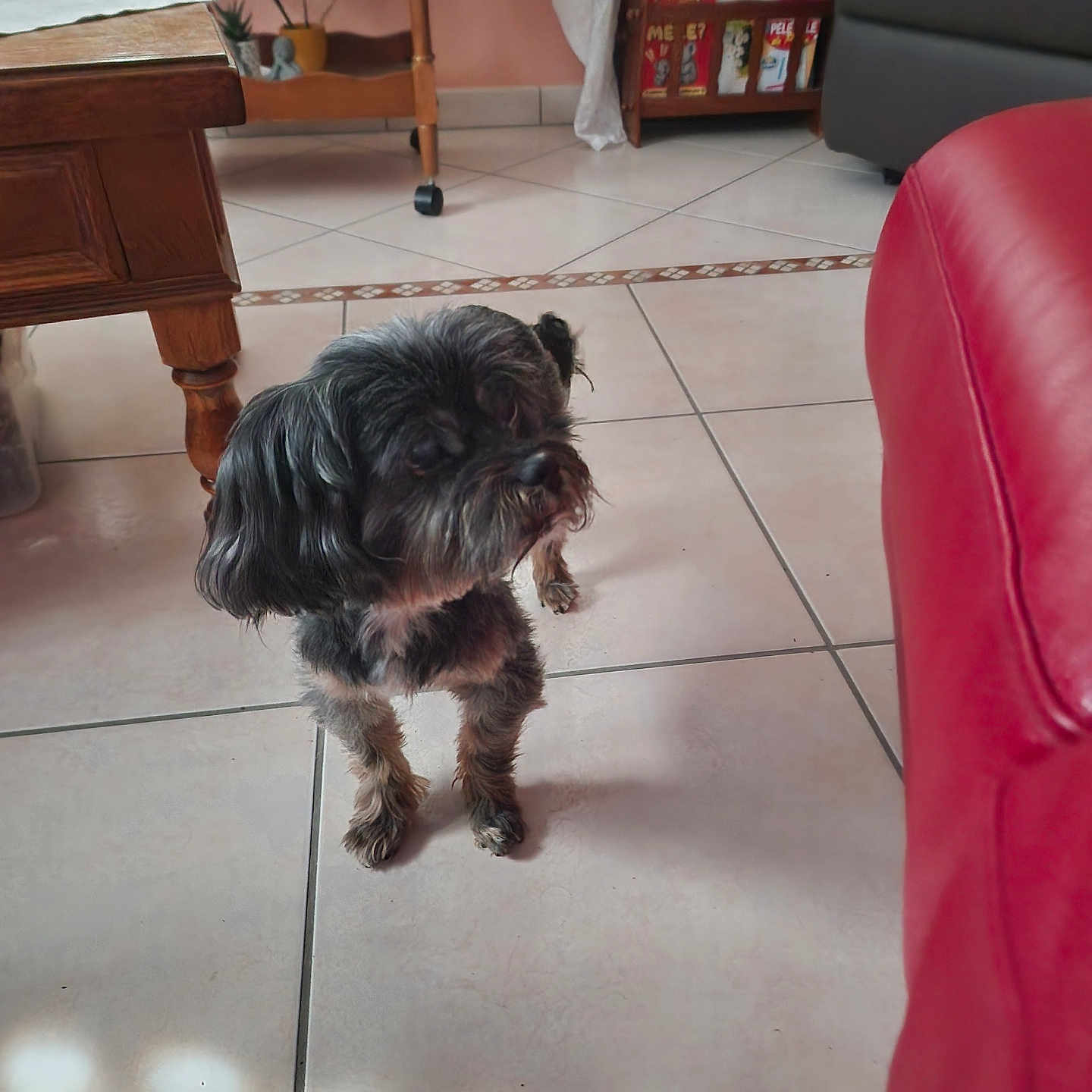 Flam participe au concours pour gagner de l'argent avec cette photo : animal, black_dog, companion, couch, cozy, curious, cute, dog, floor, fur, furniture, home, indoor, living_room, magazine_rack, pet, small_dog, standing, tile_floor, wooden_table