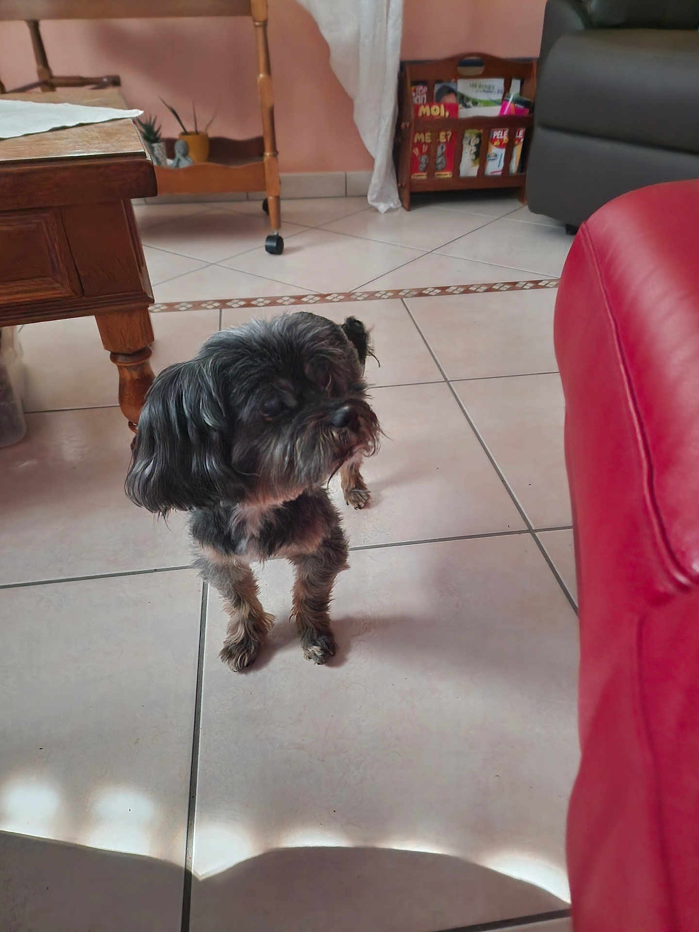 Flam participe au concours pour gagner de l'argent avec cette photo : animal, black_dog, companion, couch, cozy, curious, cute, dog, floor, fur, furniture, home, indoor, living_room, magazine_rack, pet, small_dog, standing, tile_floor, wooden_table
