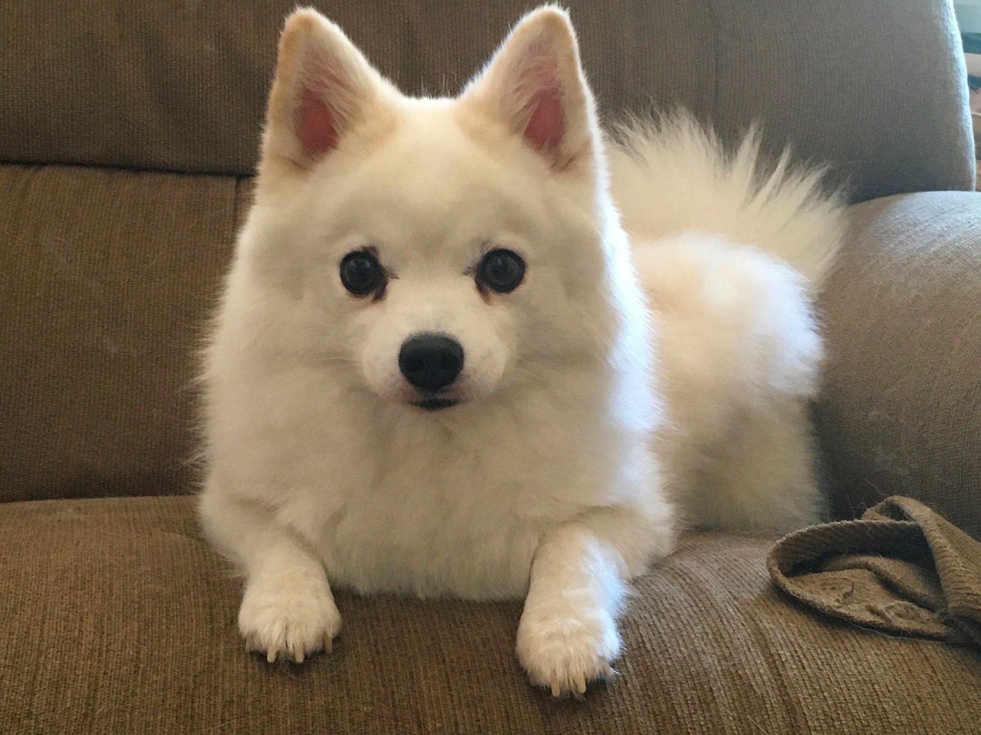 Kitsune