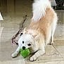Kitsune joined the competition — help win amazing prizes! dog, toy, leash, floor, indoor, playful, pet, canine, white, cream, animal, cute, fur, tail, ears, mouth, play, tile, pet_toy