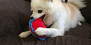 Kitsune is registered to the contest to win money with this photo: dog, toy, couch, indoor, pet, fluffy, white, playful, chewing, animal, fur, pomeranian, canine, paw, snout, ears, tail, leisure, home, fun