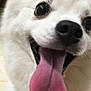 Kitsune is registered to the contest to win money with this photo: dog, white_fur, tongue, close_up, pet, animal, canine, happy, playful, indoor, face, nose, fur, mouth, cute, friendly, tongue_out, domestic_animal, companion, smiling