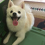 Kitsune joined the competition — help win amazing prizes! dog, white, fluffy, tongue_out, happy, pet, indoor, container, green, carpet, ears, smiling, animal, canine, fur, cute, face, paw, resting, playful