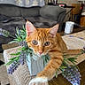 cat, kitten, orange_tabby, flower_vase, lavender, plant, paw, cute, indoor, table, living_room, sofa, couch, home, pet, curious, close_up, feline, fur, whiskers