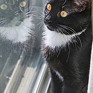 Luna is registered to the contest to win money with this photo: cat, black_and_white, yellow_eyes, reflection, window, whiskers, fur, curious, indoor, natural_light, pet, animal, portrait, sitting, looking_outside, closeup, feline, soft_light, domestic_cat, calm