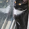 cat, black_and_white, yellow_eyes, reflection, window, whiskers, fur, curious, indoor, natural_light, pet, animal, portrait, sitting, looking_outside, closeup, feline, soft_light, domestic_cat, calm