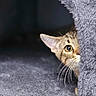 cat, tabby_cat, peeking, curious, indoor, feline, whiskers, ears, cat_condo, gray, soft_texture, cozy, pet, animal, cute, playful, small_space, fur, alert, hiding