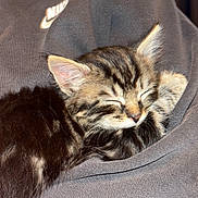 Mylo a rejoint le concours — aidez-le/la à gagner de superbes lots ! animal, cat, closeup, clothing, cozy, cute, fur, hand, indoor, kitten, nap, nike, person, pet, resting, sleeping, soft, sweatshirt, tabby, warm