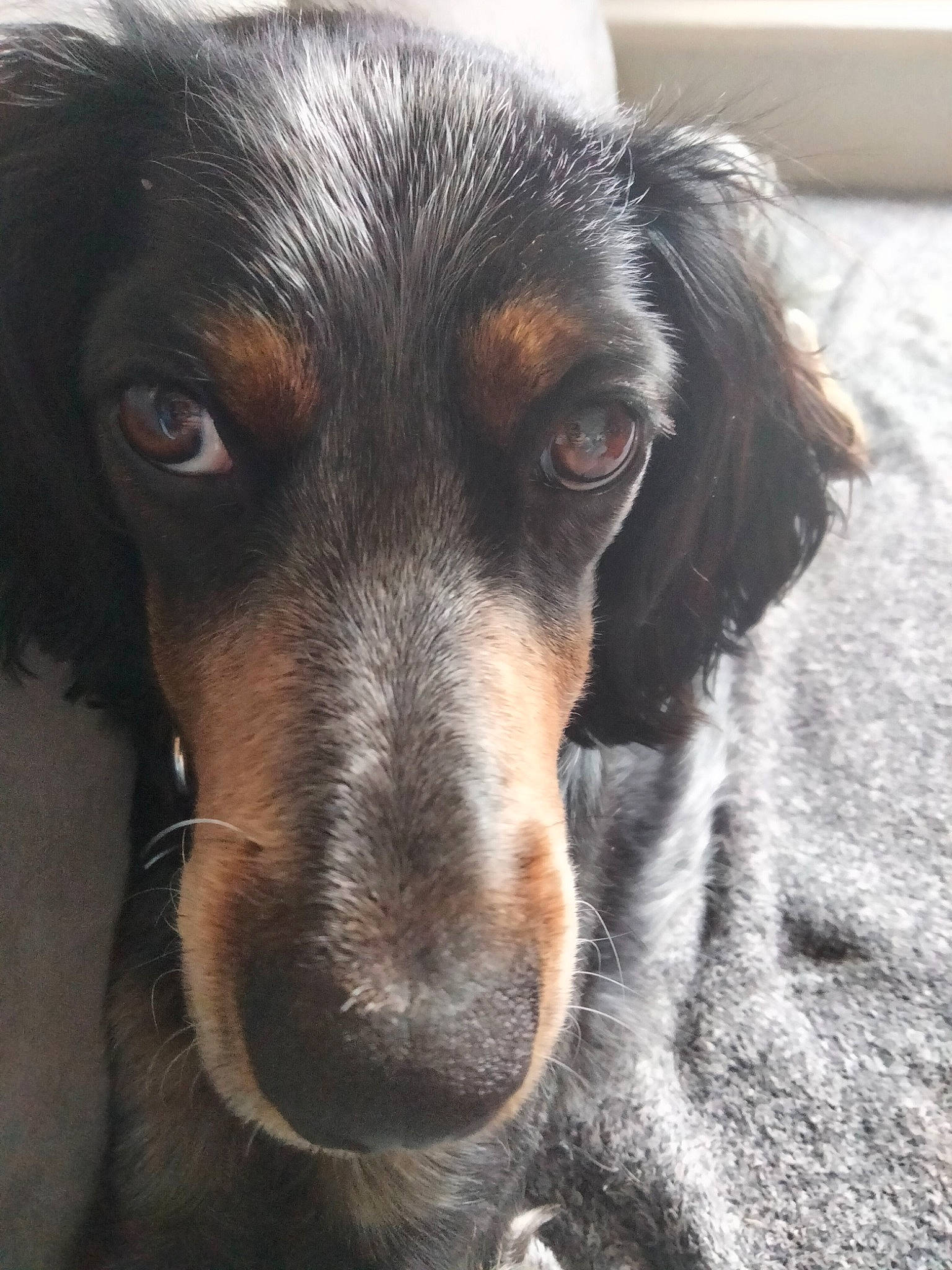 Rustine a rejoint le concours — aidez-le/la à gagner de superbes lots ! canidae, carnivore, clock, companion_dog, dog, dog_breed, ear, fur, guard_dog, hunting_dog, liver, sporting_group, whiskers, working_animal, working_dog