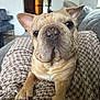 animal, blanket, canine, close_up, companion, couch, cozy, dog, domestic, eyes, face, french_bulldog, fur, indoor, living_room, paw, pet, portrait, relaxed, snout