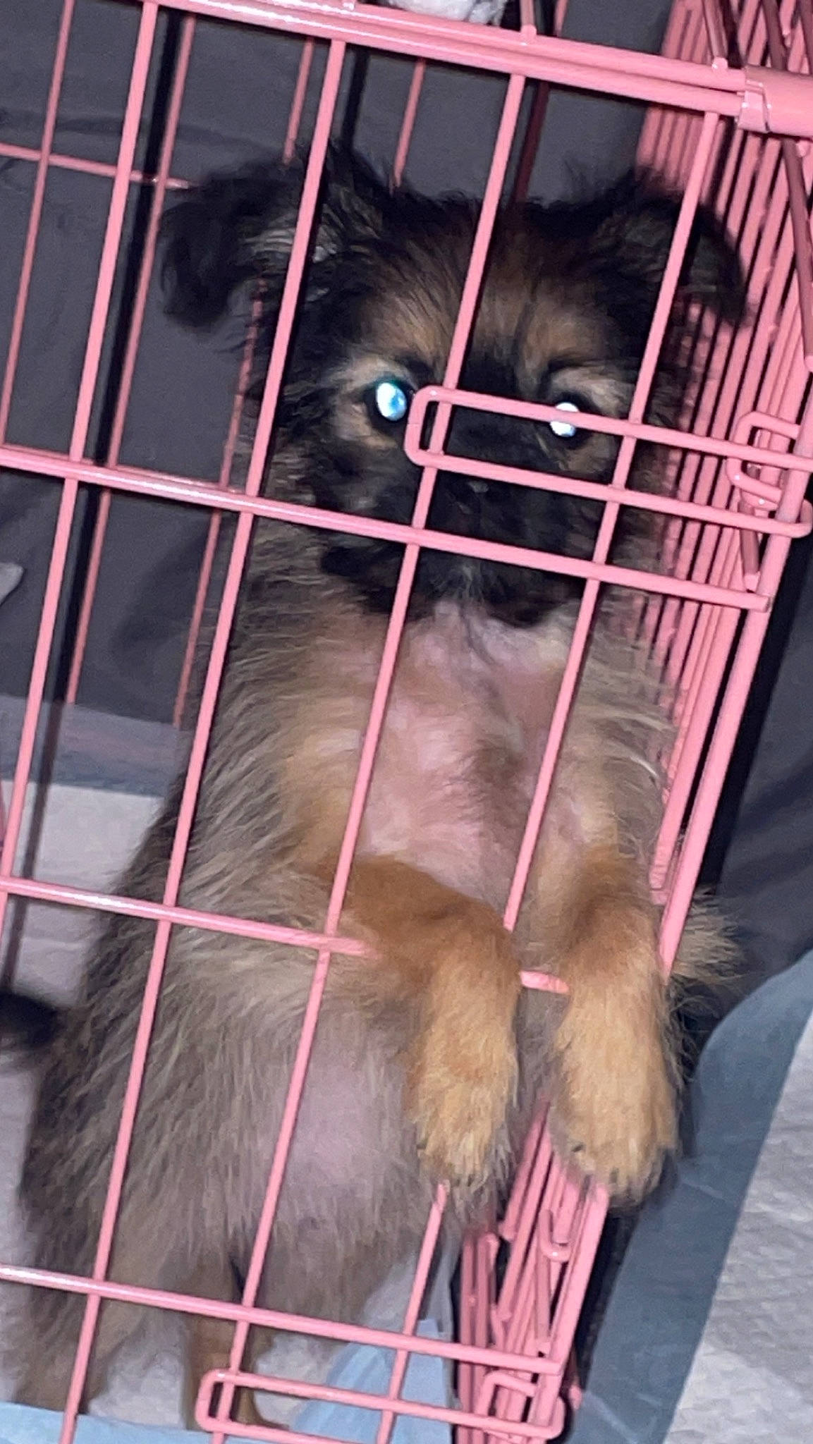 Mia-rose joined the competition — help win amazing prizes! animal_shelter, cage, canidae, carnivore, companion_dog, dog_breed, fawn, felidae, fur, liver, magenta, pet_supply, pink, red_backed_voles, small_to_medium_sized_cats, snout, sporting_group, terrestrial_animal, whiskers, working_animal