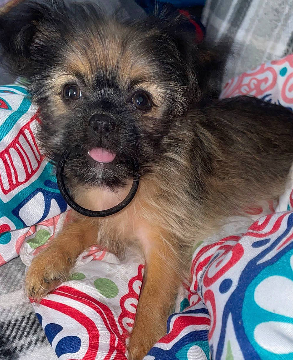 Mia-rose joined the competition — help win amazing prizes! ancient_dog_breeds, canidae, carnivore, companion_dog, dog, dog_breed, dog_supply, fawn, fur, liver, non_sporting_group, paw, pet_supply, puppy, puppy_love, sporting_group, terrestrial_animal, toy_dog, whiskers, working_animal