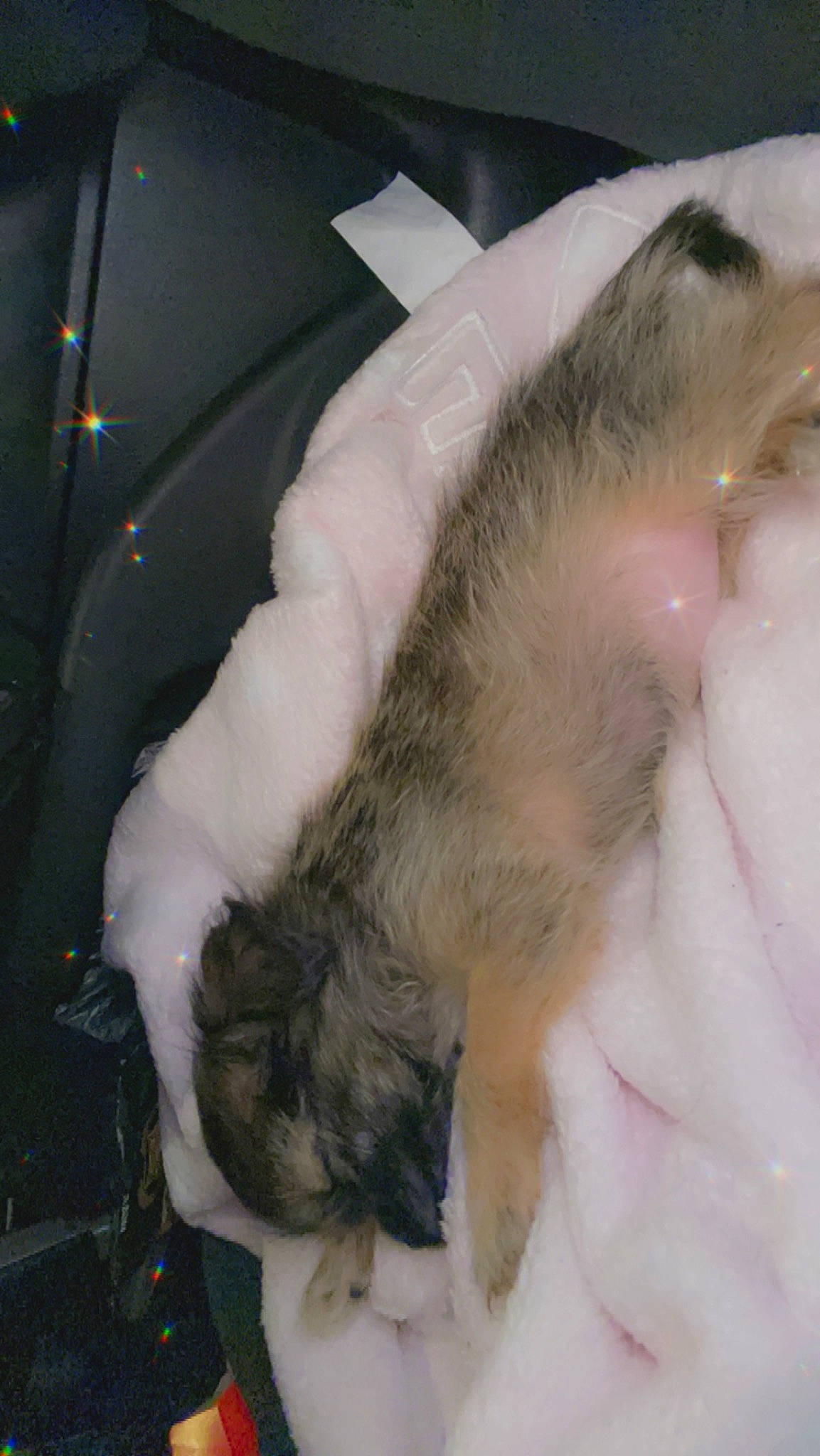 Mia-rose joined the competition — help win amazing prizes! canidae, claw, comfort, companion_dog, dog_breed, fawn, felidae, fish, fur, livestock, nap, paw, rabbit, rodent, small_to_medium_sized_cats, sporting_group, tail, whiskers