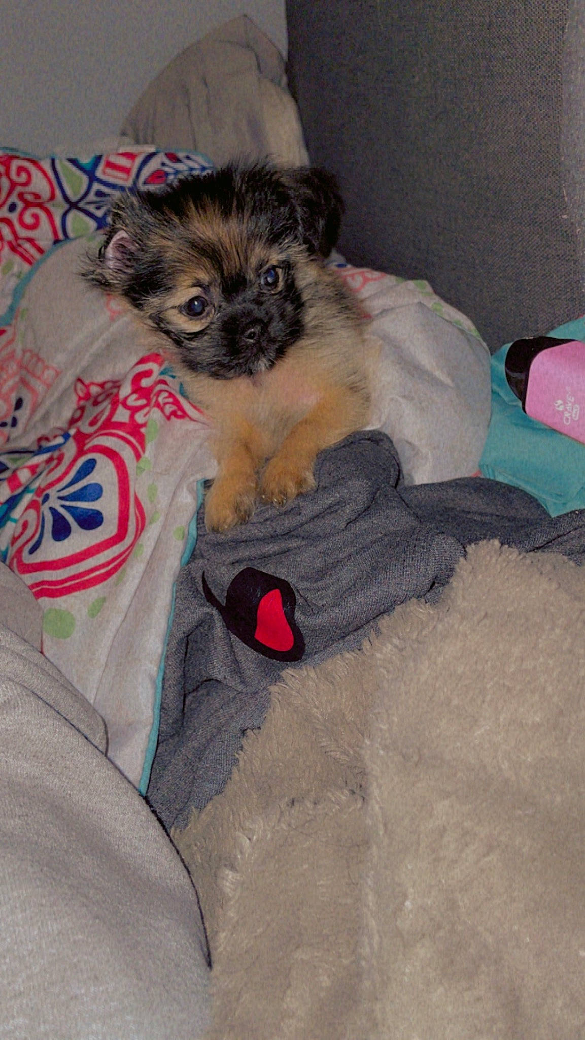 Mia-rose is registered to the contest to win money with this photo: bed, carnivore, comfort, companion_dog, dog, dog_breed, dog_clothes, dog_supply, fawn, felidae, fur, linens, paw, small_terrier, small_to_medium_sized_cats, tail, terrier, toy_dog, whiskers, working_animal