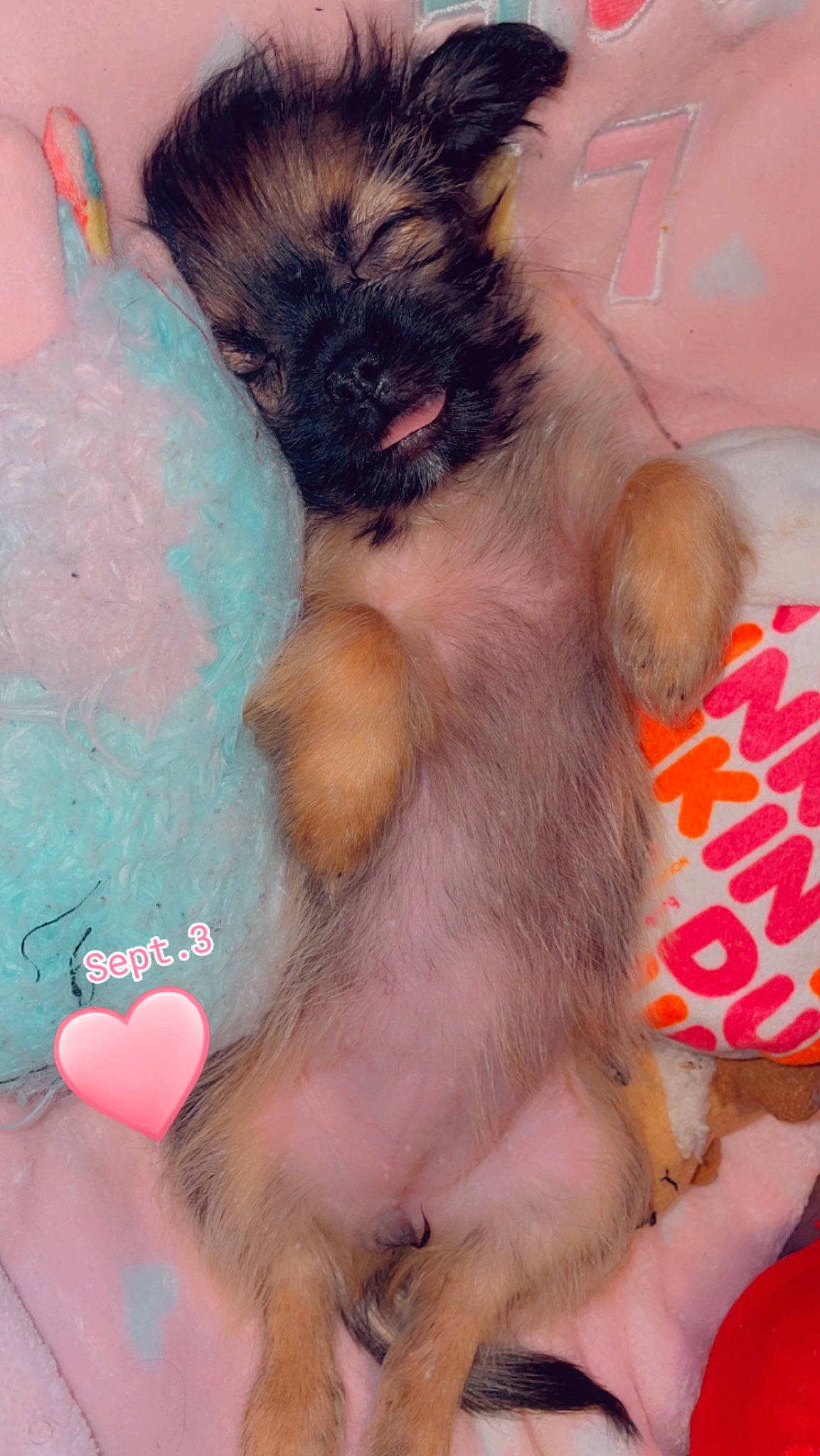 Mia-rose joined the competition — help win amazing prizes! canidae, carnivore, companion_dog, dog, dog_breed, dog_supply, fawn, felidae, finger, foot, fur, paw, pet_supply, pink, snout, sporting_group, tail, toy_dog, whiskers, working_animal