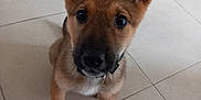 Vaïa a rejoint le concours — aidez-le/la à gagner de superbes lots ! accessories, animal, canine, dog, flagstone, germanshepherd, goldenretriever, hound, husky, leash, path, pet, plywood, puppy, snout, strap, terrier, tile, walkway, wood