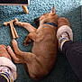animal, baby, bodypart, canine, clothing, couch, dog, finger, footwear, furniture, hand, hosiery, hound, indoors, interiordesign, person, pet, puppy, shoe, wood