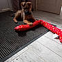 accessories, animal, bulldog, canine, cockerspaniel, cushion, dog, dogbed, germanshepherd, homedecor, hound, husky, indoors, interiordesign, mat, pet, puppy, rug, strap, terrier