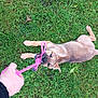 accessories, animal, baby, bodypart, canine, clothing, dog, finger, footwear, grass, hand, lawn, person, pet, plant, puppy, runningshoe, sandal, shoe, strap