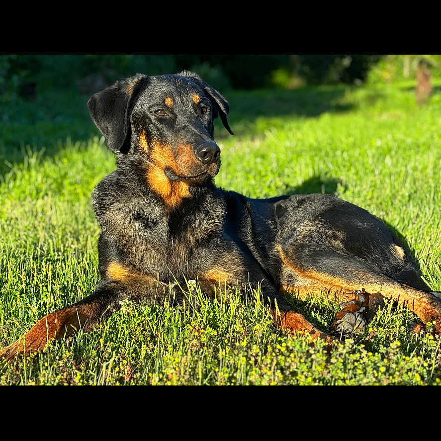 Tokyo participe au concours pour gagner de l'argent avec cette photo : animal, ball, canine, dog, field, germanshepherd, grass, grassland, hound, labradorretriever, lawn, nature, outdoors, pet, plant, puppy, sport, tennis, tennisball, terrier