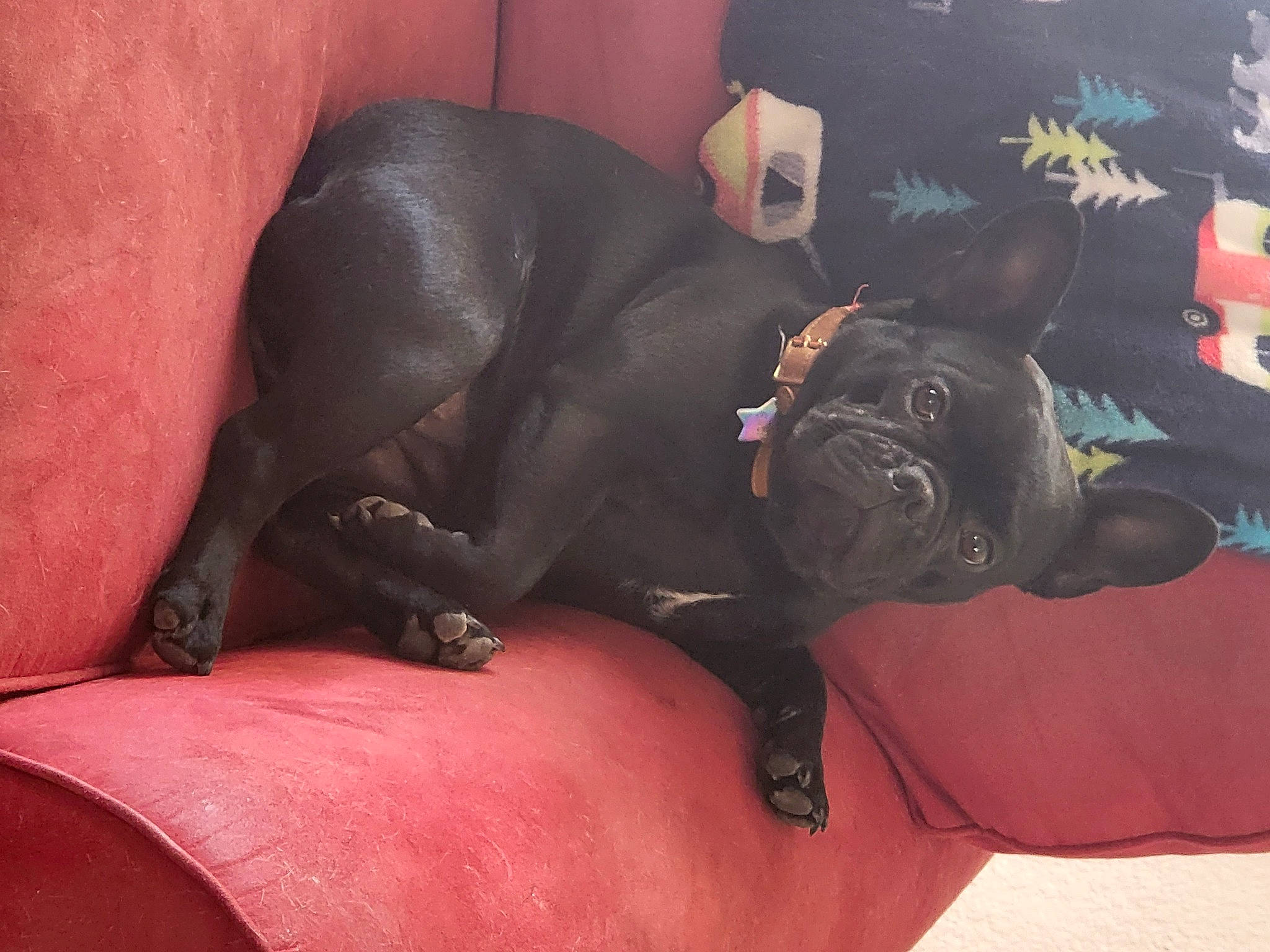 Gwen joined the competition — help win amazing prizes! carnivore, comfort, companion_dog, dog, dog_breed, dog_supply, fawn, grey, guard_dog, molosser, nap, personal_protective_equipment, room, snout, sporting_group, tail, terrestrial_animal, toy_dog, whiskers, working_animal