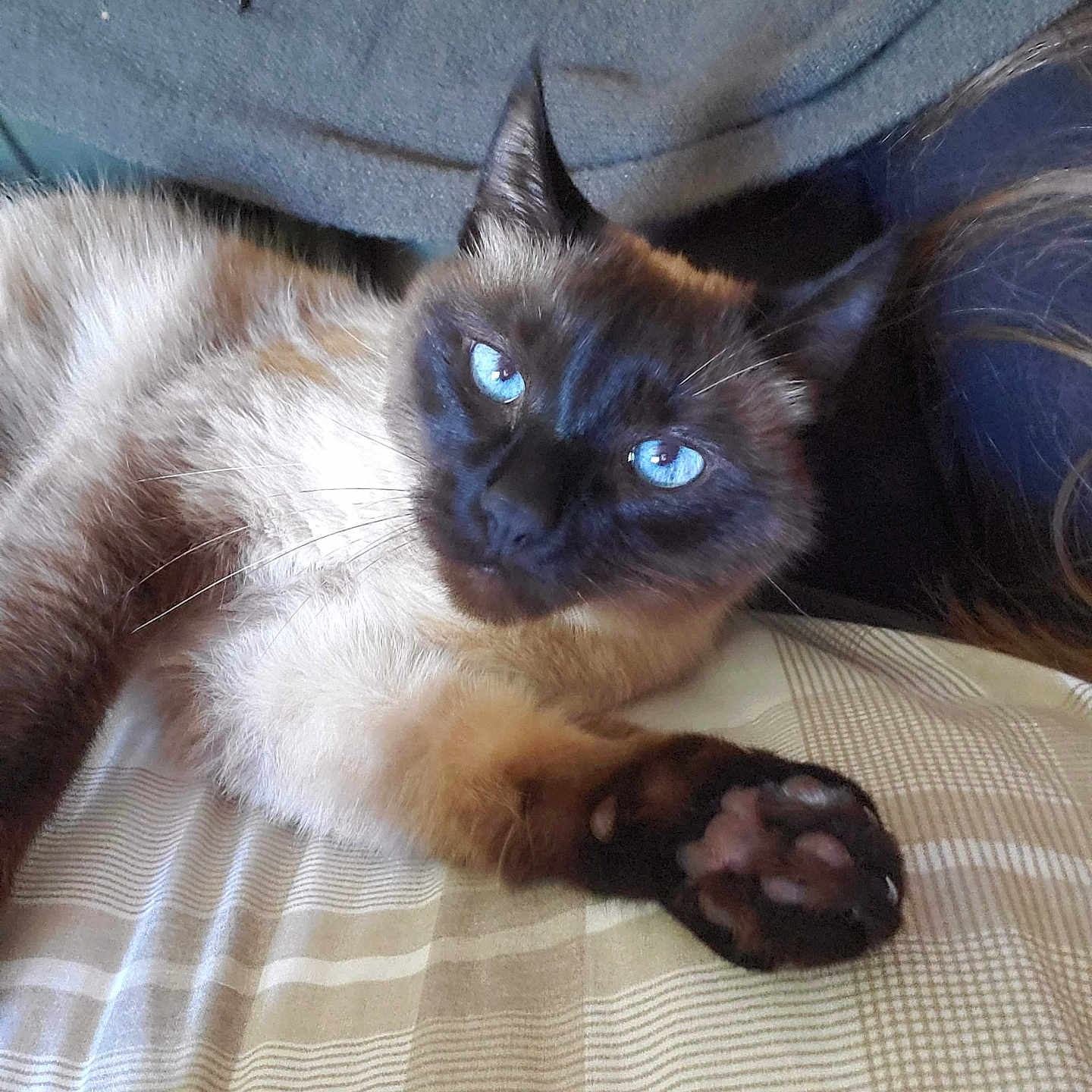 Tyson