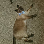 Tyson joined the competition — help win amazing prizes! cat, siamese_cat, bow_tie, carpet, pet, animal, indoor, feline, lying_down, looking_up, domestic_animal, cute, fluffy, whiskers, tail, four_legs, alert, household, mammal, companion