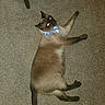 cat, siamese_cat, bow_tie, carpet, pet, animal, indoor, feline, lying_down, looking_up, domestic_animal, cute, fluffy, whiskers, tail, four_legs, alert, household, mammal, companion