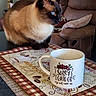 cat, siamese_cat, coffee_mug, table, placemat, living_room, couch, cushion, decor, pet, animal, fur, whiskers, domestic, indoor, brown, white, text, funny, relax