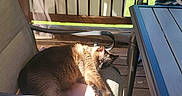 Tyson is registered to the contest to win money with this photo: cat, chair, outdoor, sunlight, wooden_deck, greenery, relaxing, pet, feline, cushion, daylight, shadow, resting, animal, home, summer, peaceful, nature, balcony, comfort