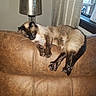 cat, siamese_cat, leather_couch, indoor, lamp, window, curtains, furniture, pet, relaxing, brown, cozy, animal, mammal, resting, domestic_cat, home, living_room, fur, whiskers