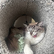 Nova is registered to the contest to win money with this photo: cat, yawning, cozy, furry, cat_tunnel, indoor, resting, pet, sleepy, cute, whiskers, paw, feline, soft_texture, relaxed, animal, closeup, cute_pet, furry_tail, fluffy