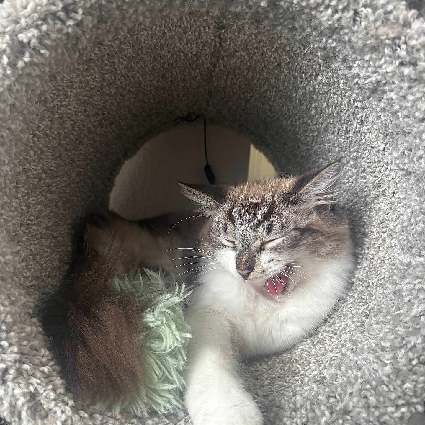 Nova is registered to the contest to win money with this photo: cat, yawning, cozy, furry, cat_tunnel, indoor, resting, pet, sleepy, cute, whiskers, paw, feline, soft_texture, relaxed, animal, closeup, cute_pet, furry_tail, fluffy