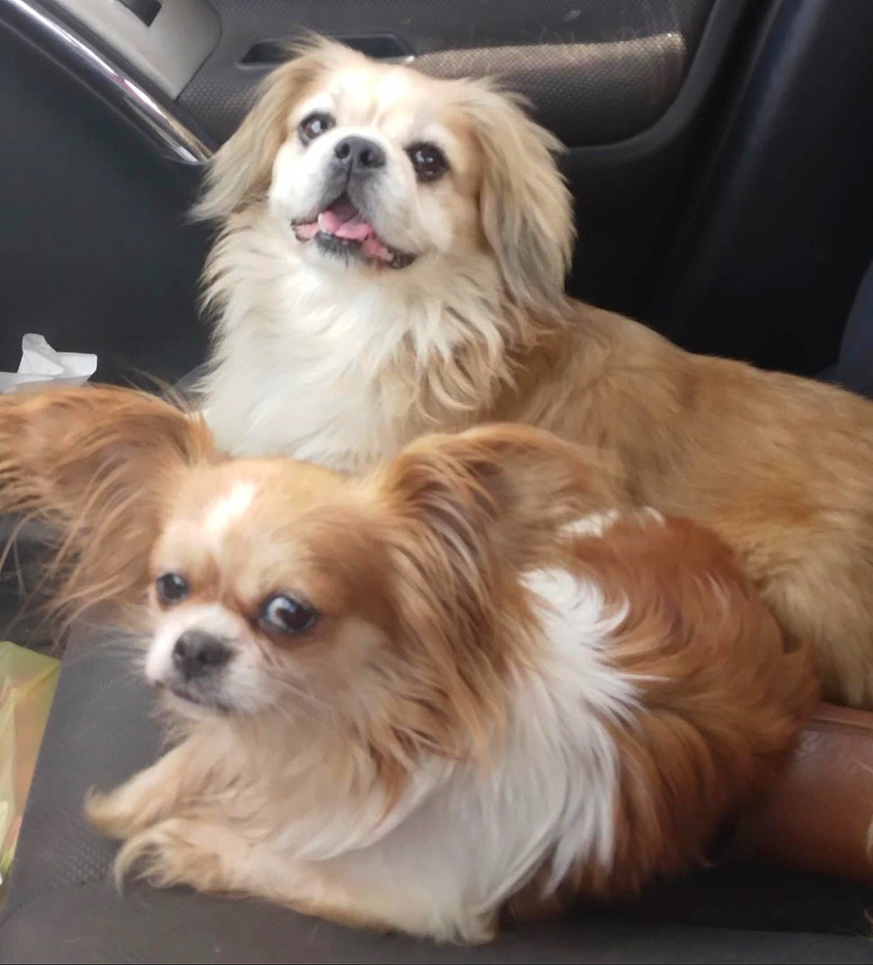 Giz joined the competition — help win amazing prizes! canidae, carnivore, companion_dog, dog, dog_breed, dog_supply, fur, liver, non_sporting_group, pekingese, pet_supply, photography, smile, snout, sporting_group, terrestrial_animal, toy_dog, whiskers, working_animal