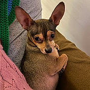 Joey is registered to the contest to win money with this photo: animal, blanket, brown_fur, close_up, companion, couch, cozy, curious, cute, dog, domestic_animal, ears, furniture, indoor, knitted_blanket, looking_back, pet, relaxed, resting, small_dog