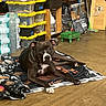 dog, blanket, floor, storage_bins, plastic_containers, pet_food, water_bottle, indoor, brown_floor, black_dog, white_markings, relaxed, pet_bowl, household_items, mop, wooden_shelf, plastic_bag, curious_expression, laying_down, cluttered_room