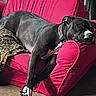 Oreo is registered to the contest to win money with this photo: dog, black_dog, white_markings, sleeping, resting, armchair, red_furniture, leopard_print, blanket, cozy, indoor, pet, relaxed, canine, fur, collar, paws, comfort, home, nap